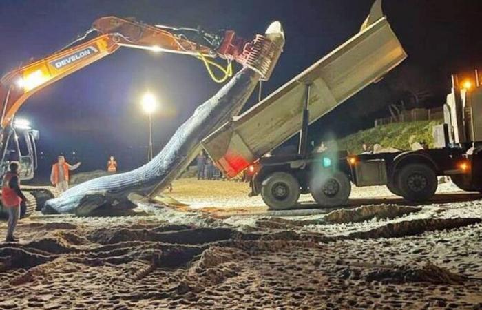 What we know about the whale stranded on the Normandy coast before its autopsy