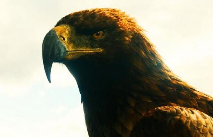 The Lord of the Rings: 8 Secrets of the Eagles