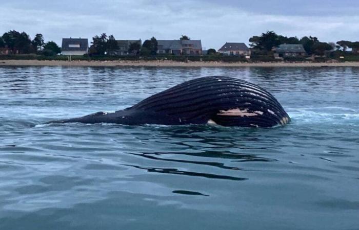 VIDEO. A humpback whale stranded on the Channel coast: what happened?