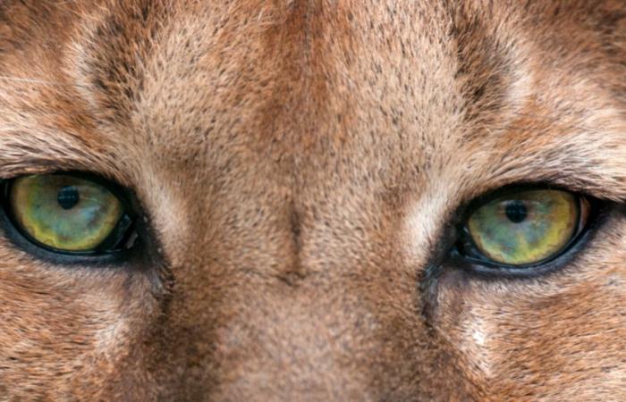 A mysterious look that fascinates, but what animal is hiding behind it?