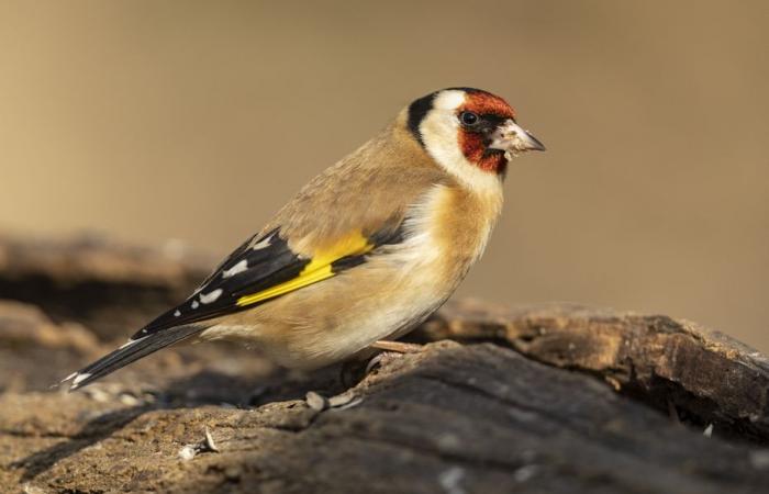 He trapped protected birds with glue, the poacher fell into the net of the environmental police