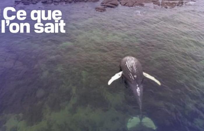 What we know about the whale stranded off the coast of Réville in the English Channel