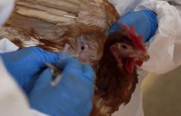 Avian flu: the growing number of mammals infected by the virus worries the WHO