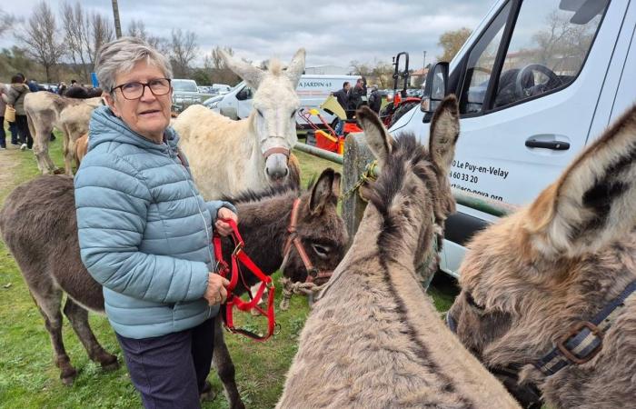 More than 500 stands and thousands of visitors for this Haute-Loire fair