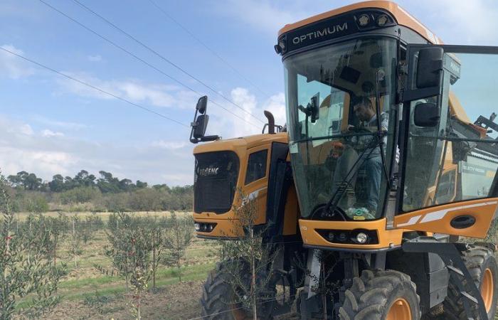 Development of olive growing in Aude: Oil'live Green launches its first olive harvest in Berriac