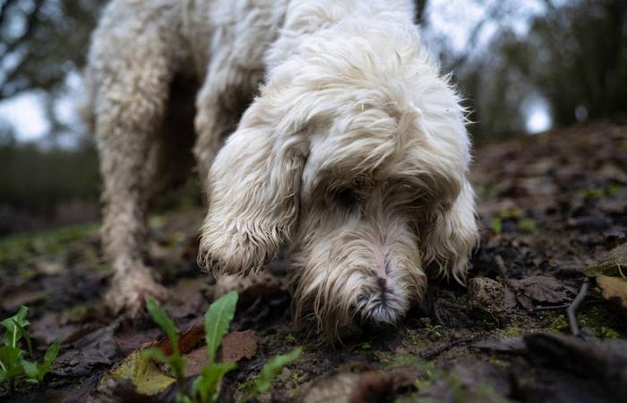 In Italy, the white truffle is threatened by the climate