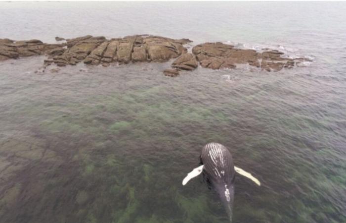 What we know about the whale that ran aground in Val de Saire