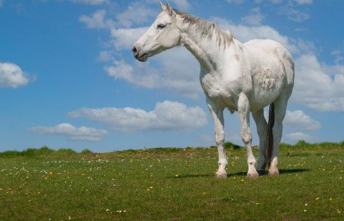 “What I find very worrying is that the hunter was able to confuse a 1.70 m gray mare with a wild boar”: estimated at 30,000 euros, he killed the animal on private property