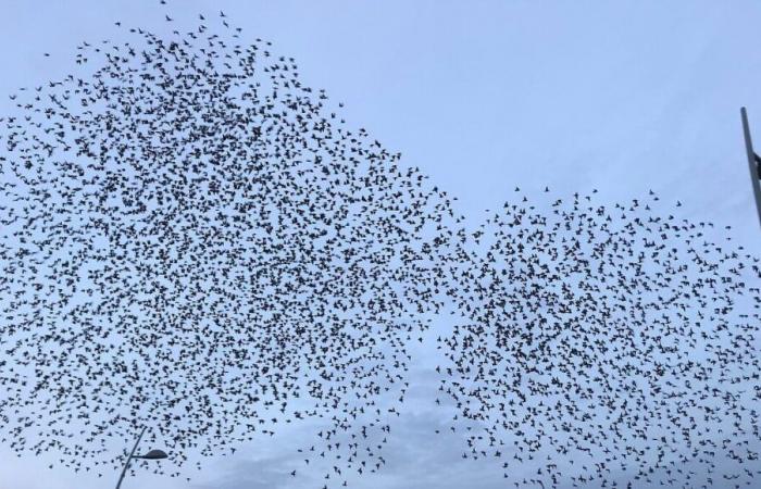 Gas cannons to scare away the starlings… It's now, then it will be too late!