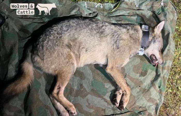 A female wolf captured in the Jura massif and fitted with a GPS collar as part of a Swiss research project