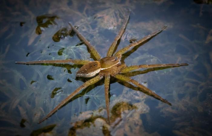 What is this giant spider, bred in a zoo, that thrives in the United Kingdom?