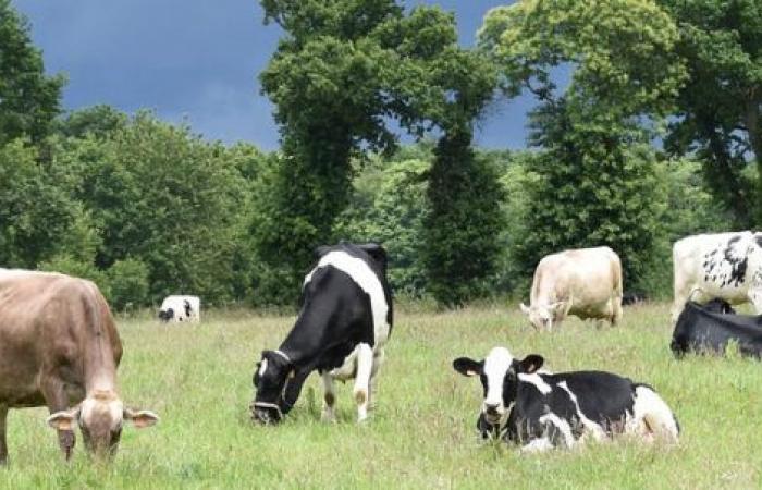 Ways to reduce greenhouse gas emissions from livestock farming in France