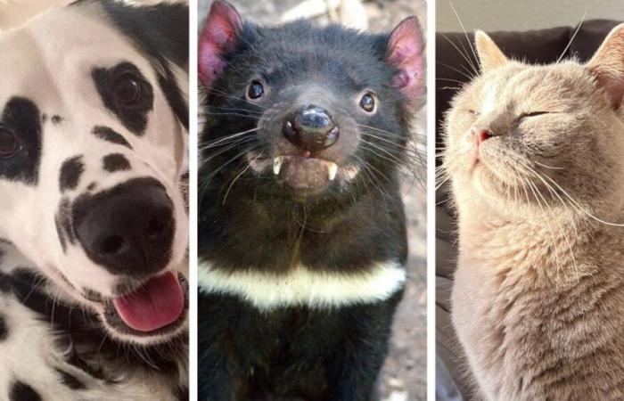 27 animal photos for a sweet Monday