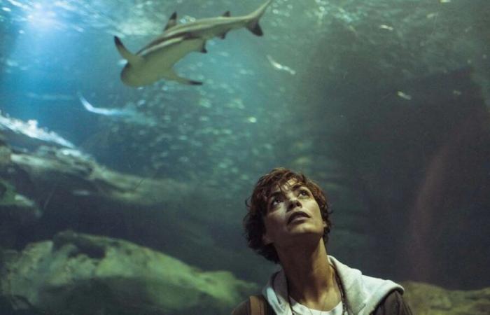 Paris occupied by sharks? Netflix plans a sequel to Under the Seine