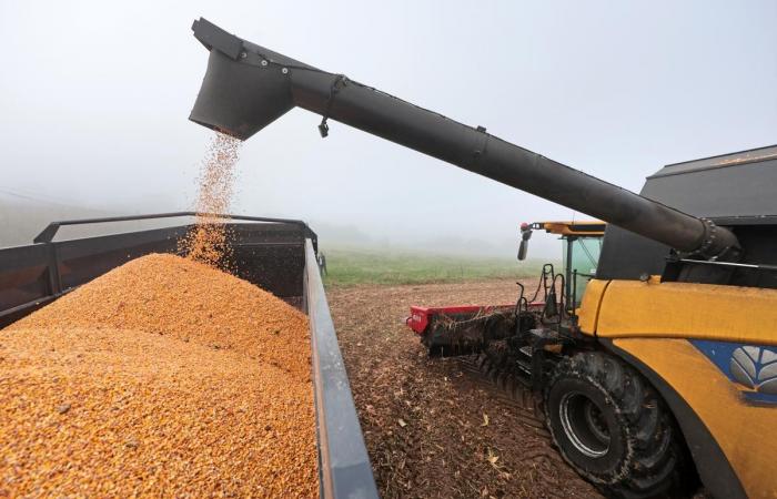 why the corn harvest is late but shows promise