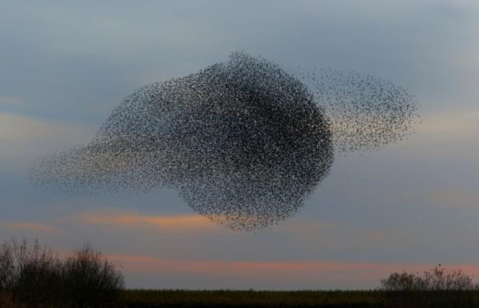 The enigma of “murmurations”, these aerial ballets where life and death dance