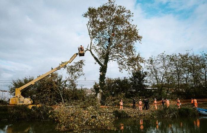 Haute-Garonne: dozens of trees cut on the route of the Toulouse-Bordeaux LGV despite the “squirrels”