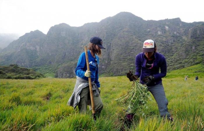 Volunteers sought for backpacking service trip into Haleakalā Crater on Maui : Kauai Now