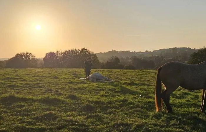 A competition mare killed by a hunter in Nièvre