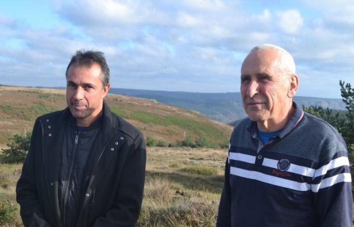 Sheep will be able to graze on the largest photovoltaic park in Occitanie which will be built in Lozère