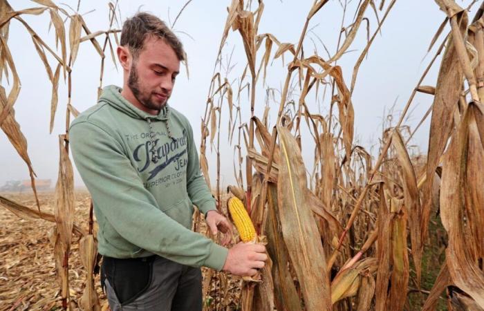 why the corn harvest is late but shows promise