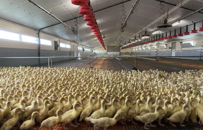 “We’re scared!” Farmers forced to confine their poultry in the face of a resurgence of avian flu