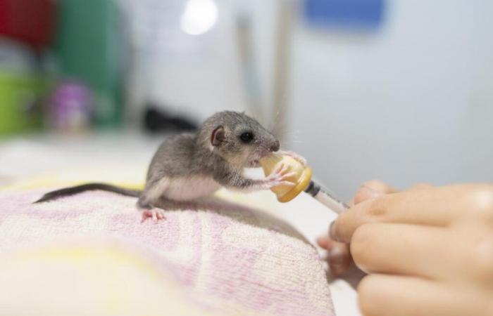 The cuteness of the day: the baby dormouse grabs the bottle and perks up at the Charente Nature conservation center