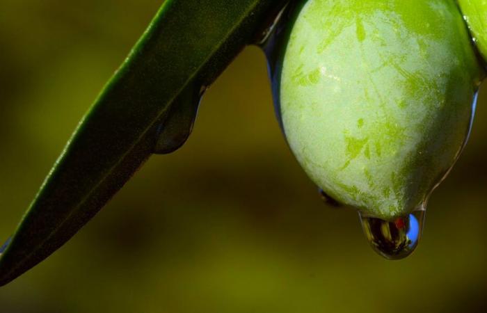 Tunisia: Olive oil prices falling