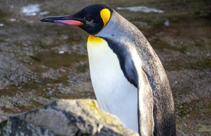 An emperor penguin spotted in Australia, 3,500 km from Antarctica