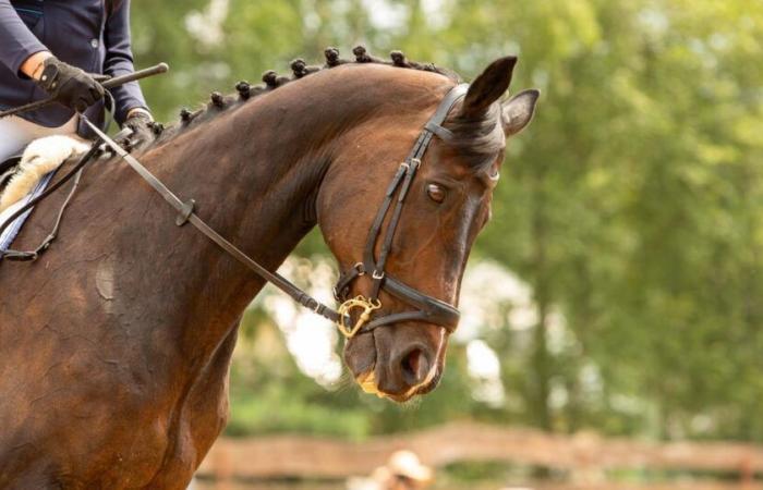 A competition mare shot dead in Nièvre by a hunter, an investigation opened