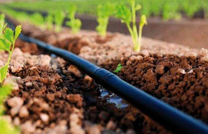 Dakhla-Oued Eddahab: a support offer for agricultural entrepreneurs in preparation