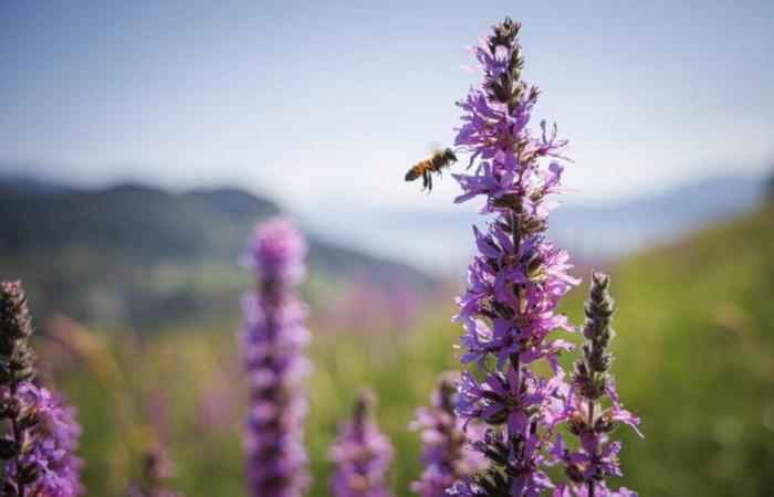 Vaud is the first Swiss canton to join the IUCN