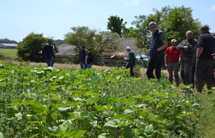 the advantages of short plant covers