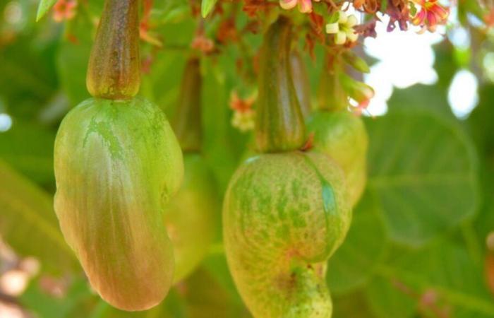 In Senegal, cashew nut processing in difficulty