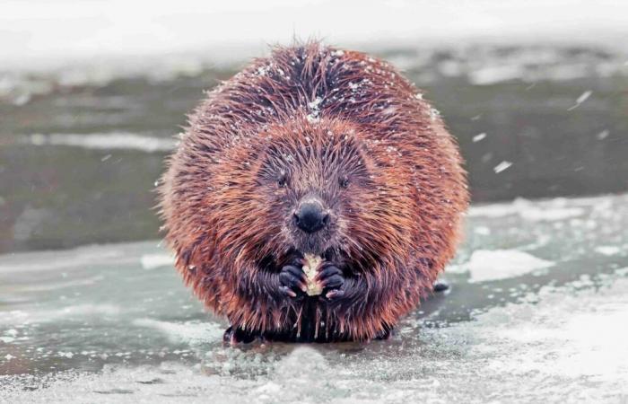 It's almost the Beaver full moon: why this original nickname?