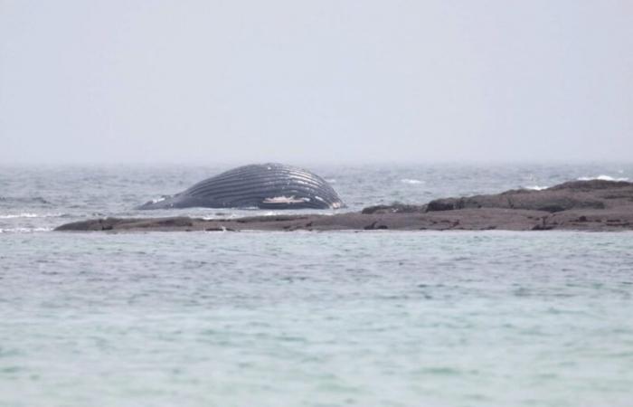 a lifeless humpback whale found stranded off the coast of Réville