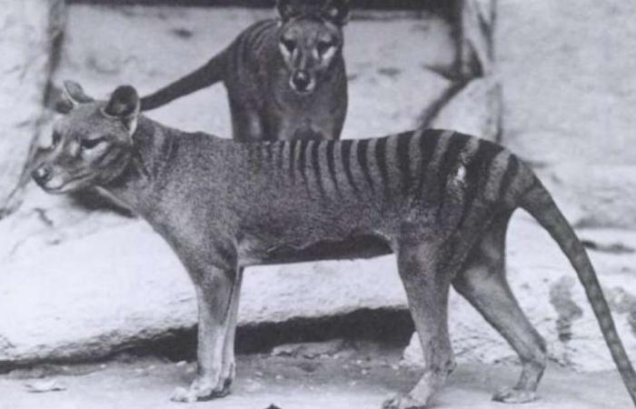 These 5 animal species are definitely extinct