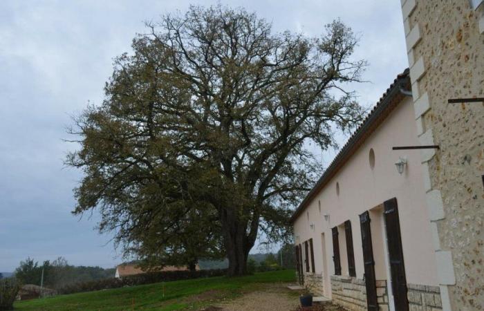 Should we cut down this centuries-old oak? In Dordogne, the debate rages