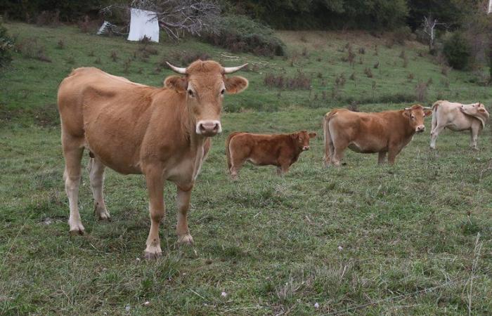 Cows, sheep, ducks: worried Lot farmers have placed their livestock under close surveillance