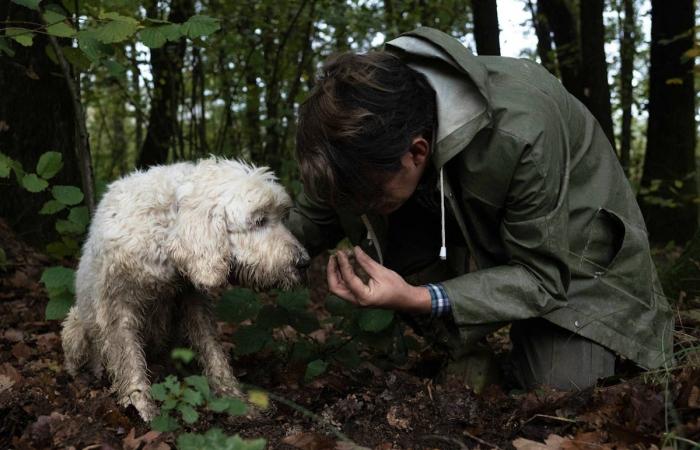 In Italy, the white truffle is threatened by the climate