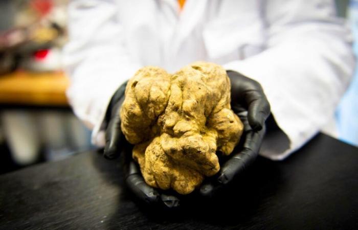 In Italy, the white truffle is threatened by the climate