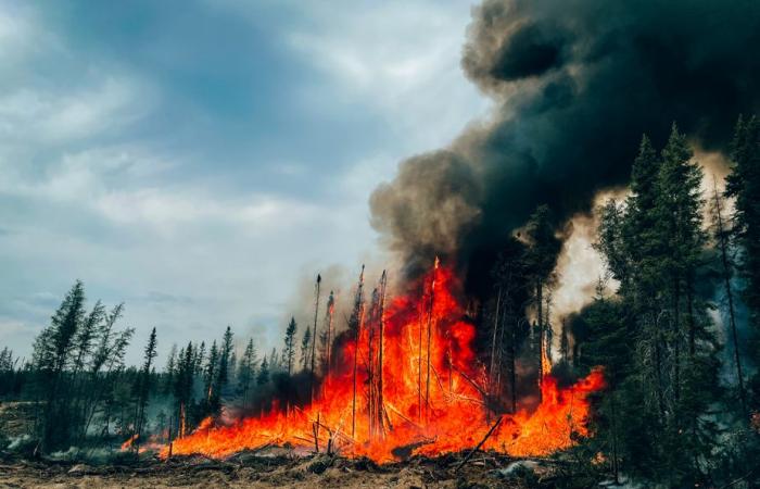 Blue planet, green ideas | The robot that blocks the fire