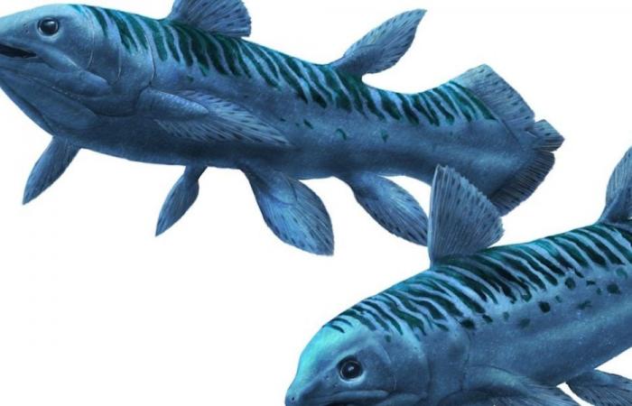 Discovery of a new extinct species of coelacanth