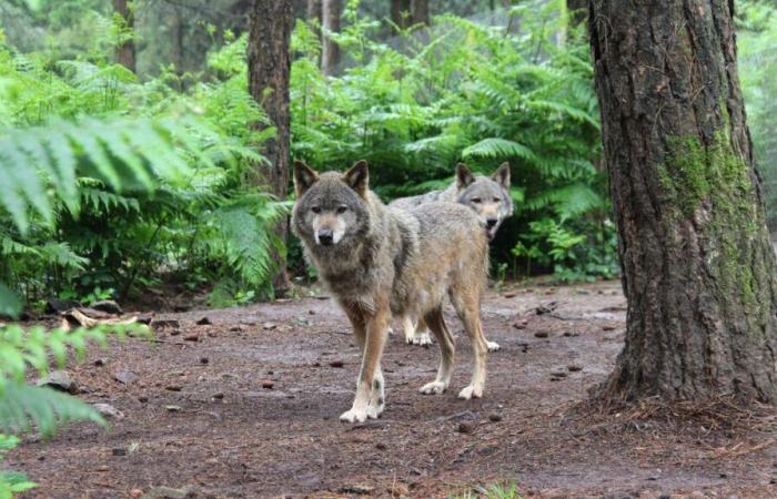 In Finistère, the wolf has a unique museum in France