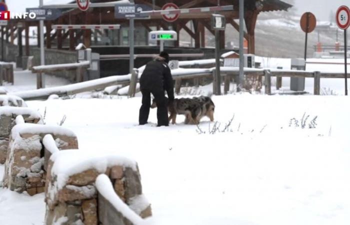 “It’s always nice”: the snow is (finally) here in the Hautes-Alpes