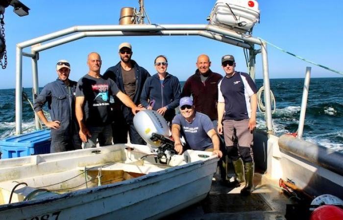 Research on great white sharks in the Gulf continues