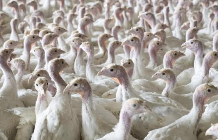 Avian influenza – Côte-d'Or strengthens its prevention measures in the face of high risk