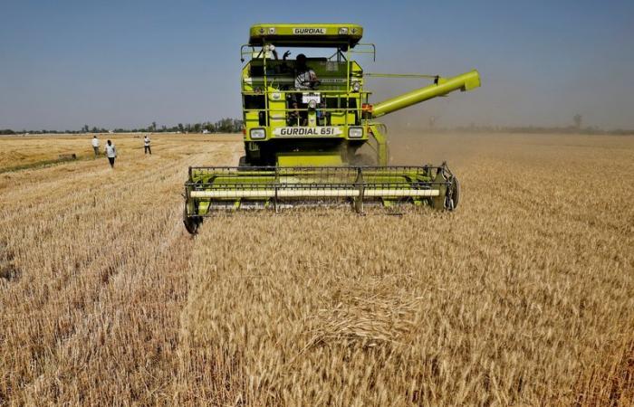 Indian wheat prices hit record high due to high demand and supply shortage