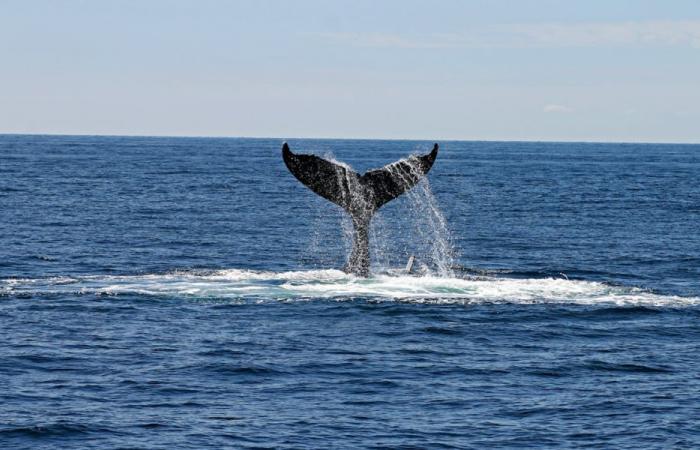 A stranded humpback whale will be transformed into energy in Orne – Angers Info