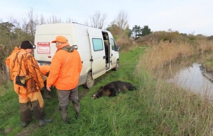 guilty of numerous damages, wild boars proliferate